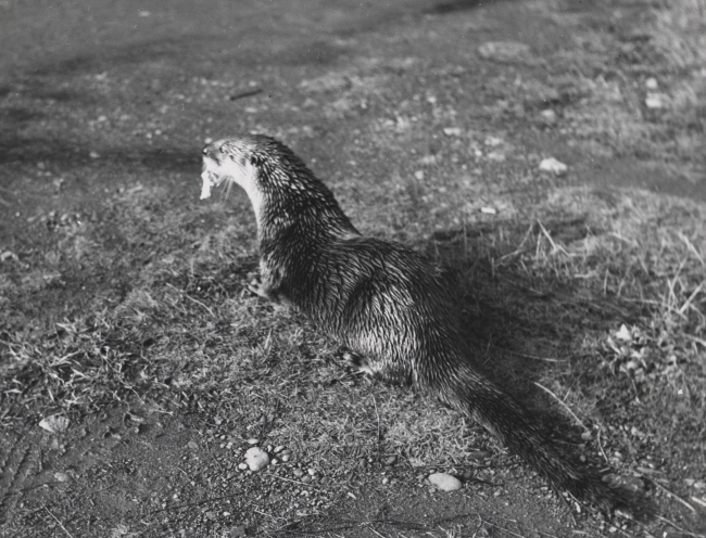 Tame otter on the Wishkah River at Aberdeen City Water Department