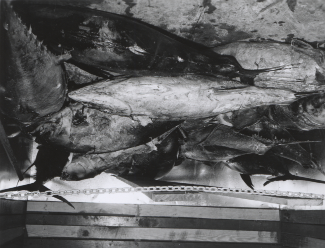 23 yellowfin tuna weighing 2960 pounds at the De Jean Packing Co