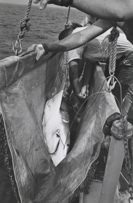 Captive sandbar shark in sling for tagging