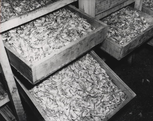 Fresh boiled shrimp in trays prior to canning