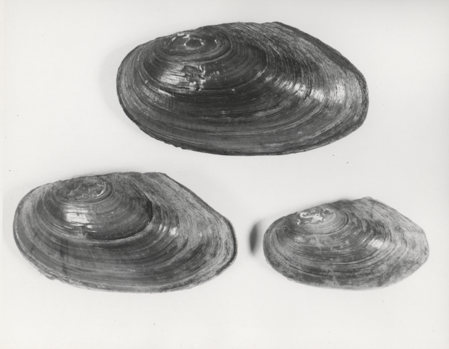 Fresh-water mussels (Anodonta oregonensis)