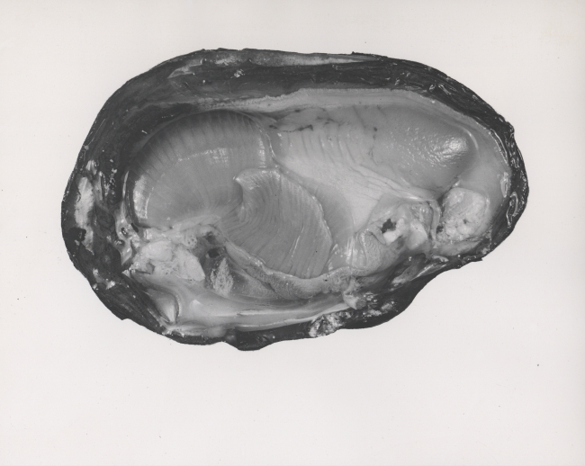 Fresh-water mussel (lampsilis luteola) on the half shell