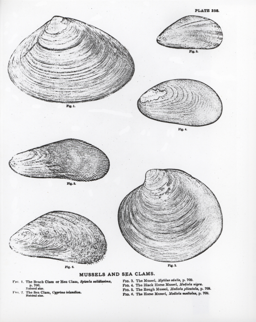 Various species of mussels and clams