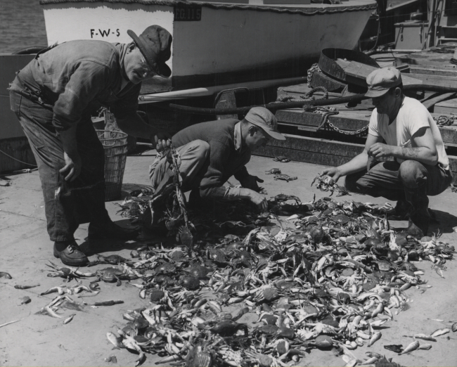 Sorting trawl catch of blue crabs and small fish on deck of FWS research vessel