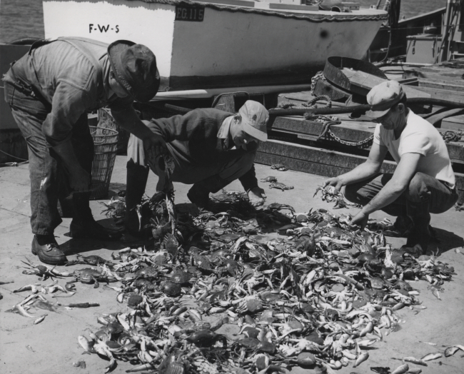 Sorting trawl catch of blue crabs and small fish on deck of FWS research vessel