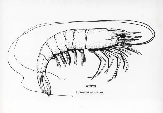 White shrimp drawing (Penaeus setiferus)