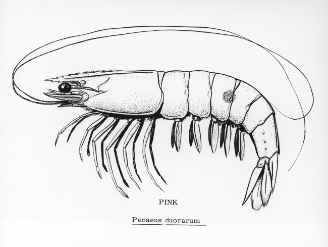 Pink shrimp drawing (Penaeus duorarum)