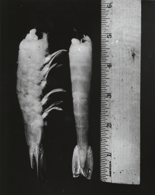 Length of fully grown brown shrimp (Penaeus aztecus)