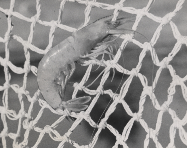 Shrimp entangled by its numerous spines in extra mesh twines of Guthrieimproved net