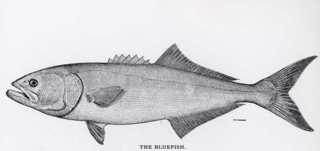 Bluefish (Pomatomus saltatrix) from drawing by H