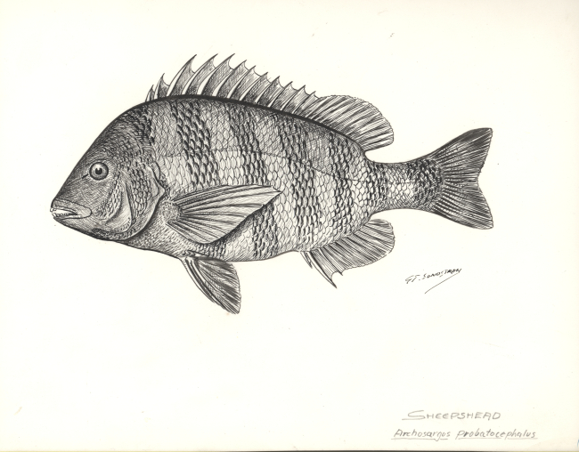 Sheepshead (Archosargus probatocephalus) from drawing by G