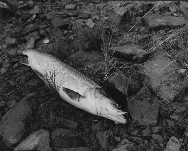 Sheefish from George River, Alaska