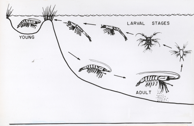 Life cycle of shrimp