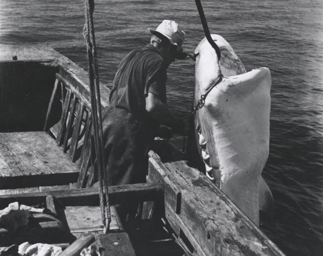 A commercial fisherman off the east coast of Florida preparing to remove thehook from the jaw of a 12-foot tiger shark