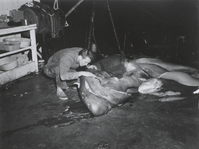 Dissecting shark caught during shrimp trawling operation on FWS ship OREGON