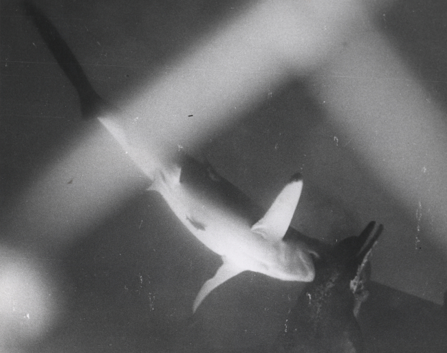 Net-eater shark, Carcharhinus malpoelensis, attacking a dead porpoise