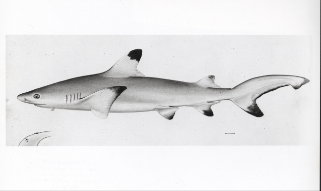 Blacktip reef shark (Carcharhinus melanopterus from drawing by W