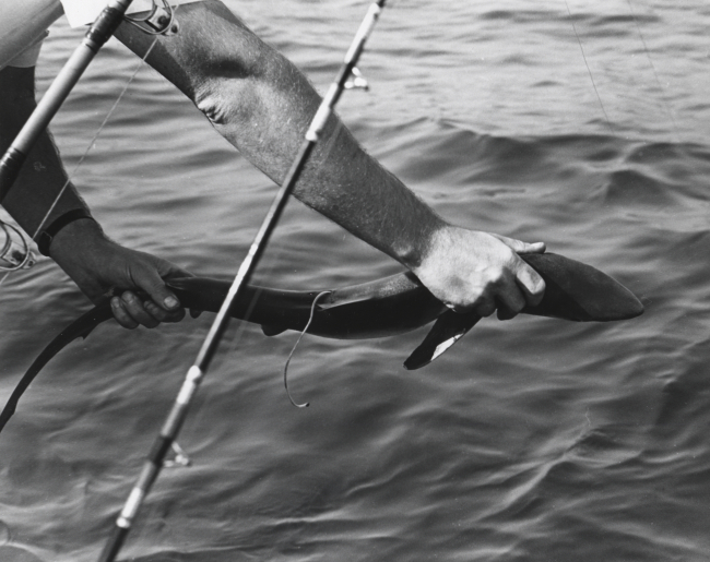 Sport fisherman returning small shark to the ocean
