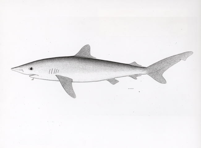 Shovelnose shark from drawing (Sphyrna tiburo)