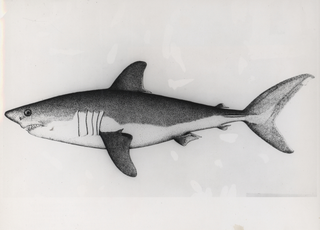 Drawing of salmon shark, also known as porbeagle 