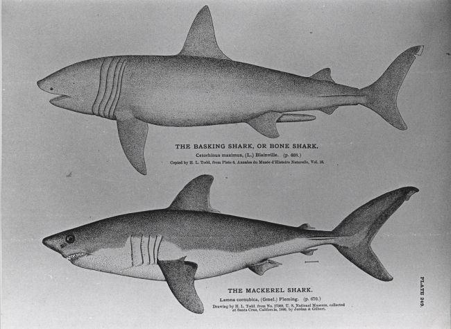 Drawings of basking shark (Cetorhinus maximus) and mackerel shark (Lamnacornubica) by H