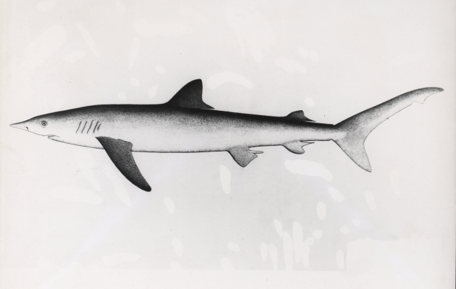 Drawing of great blue shark