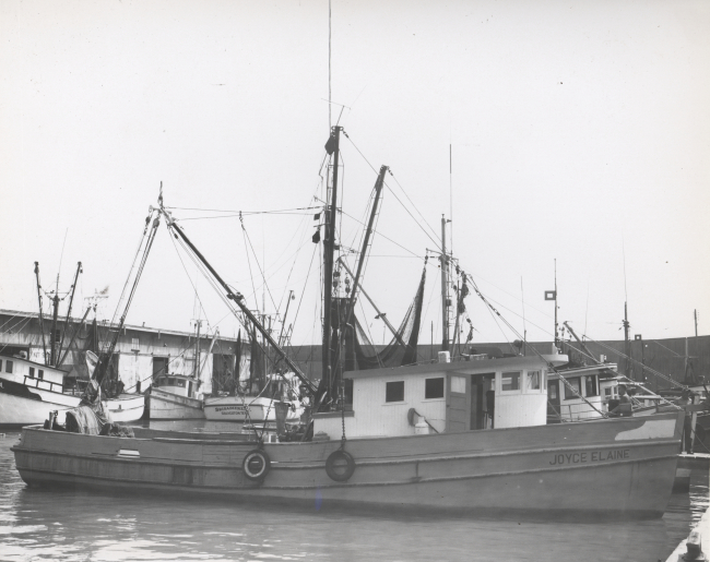 Part of Galveston shrimp fleet showing the JOYCE ELAINE chartered forlarval shrimp studies