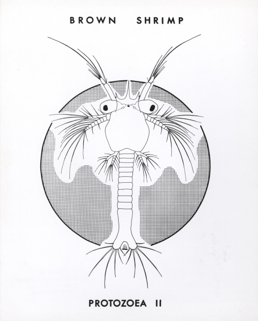 Line drawing of brown shrimp protozea II