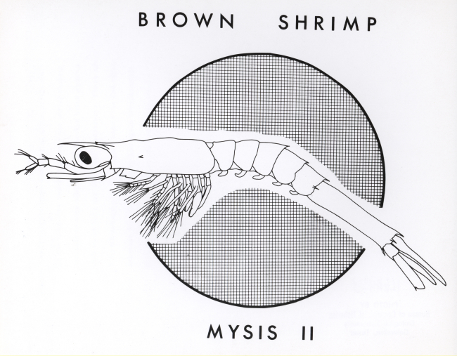 Line drawing of brown shrimp mysis II
