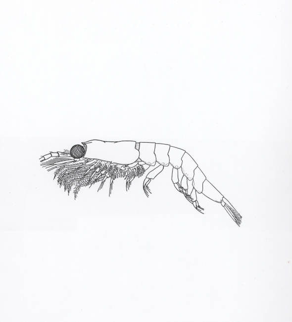 Line drawing of brown shrimp