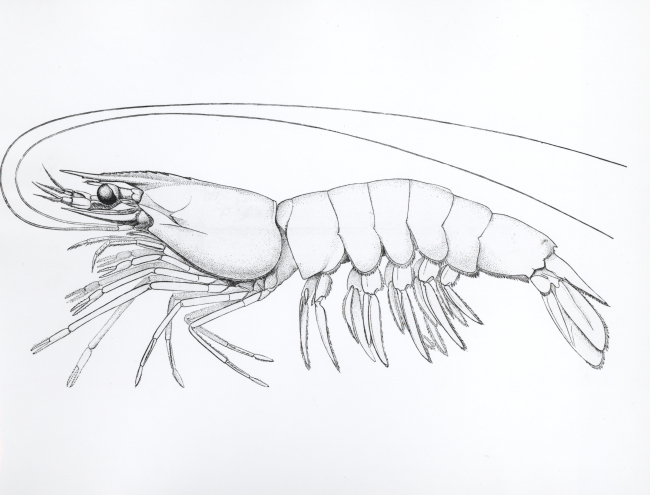 The white shrimp (Penaeus setiferus) drawing after Rathbun