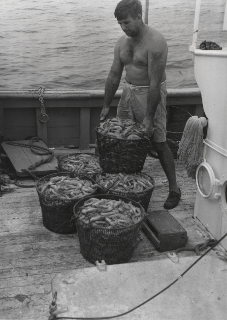 A 400-pound catch of Royal Red shrimp taken in a 40-foot trawl in approximately200 fathoms