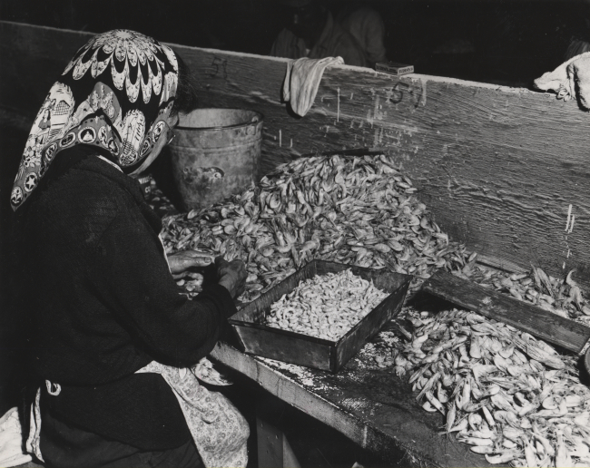 Native American woman picking shrimp in fish house at Petersburg