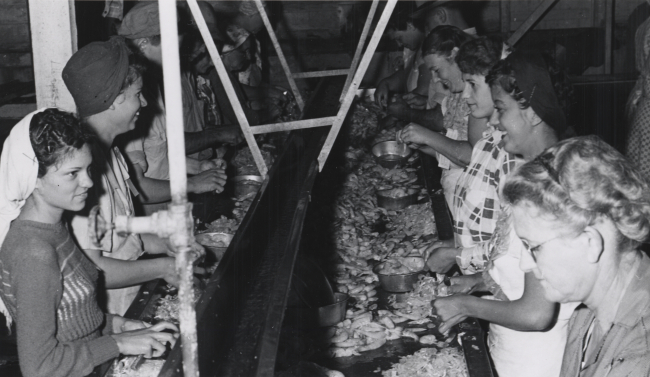 Women and one man picking shrimp at a commercial fish processing facility