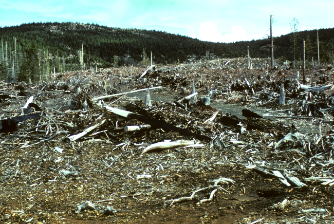 Clear-cut timber management along the Salmon Creek