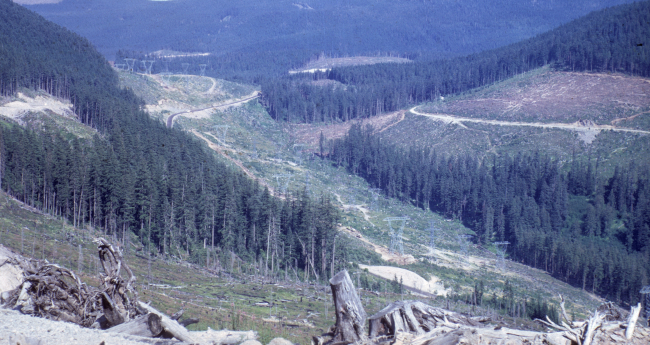 Clear-cut loggin in Mt