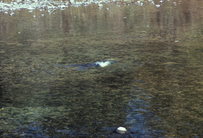 Fall chinook spawning in the Molalla River