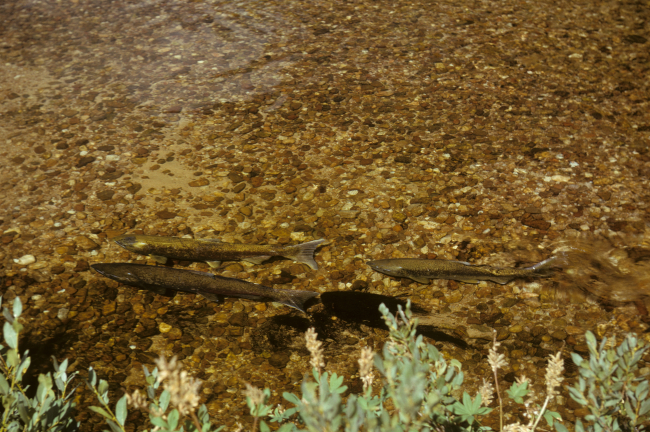 Chinook salmon spawners in the Elk Creek Tributary of Bear Valley Creek, atributary of the Salmon River