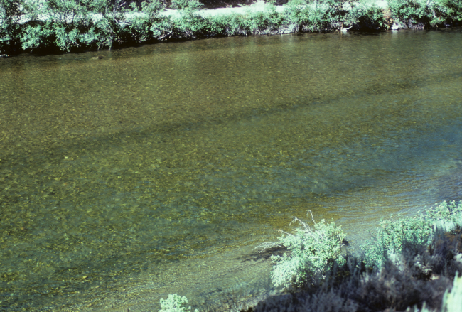 Spawning gravel bed along Indian Riffle of the Salmon River