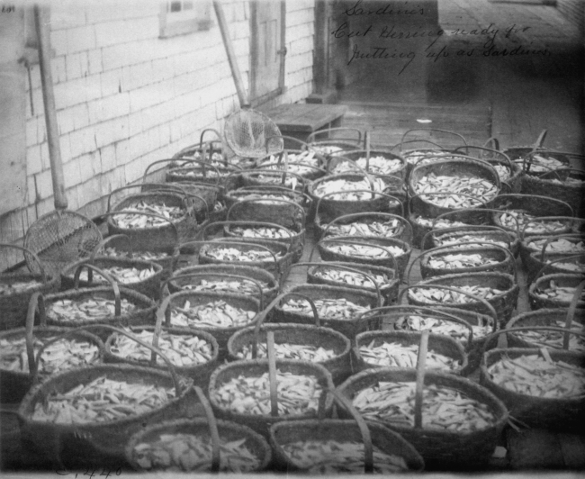 Sardines, cut herring ready for putting up as sardines