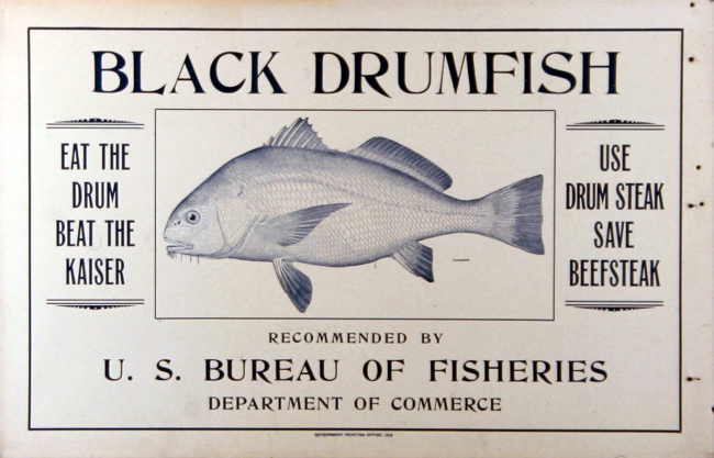 Poster, broadside, Black Drumfish
