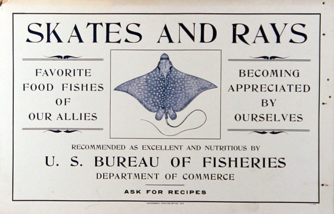 Poster, broadside, Skates and Rays
