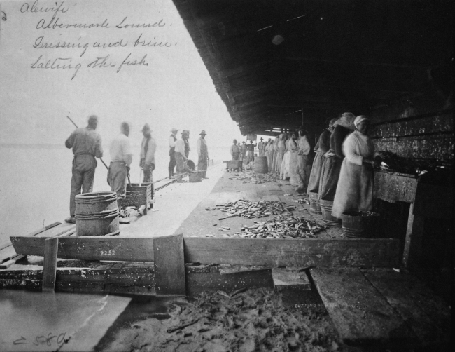 Alewife, Albermarle Sound, NC, dressing and brine salting the fish