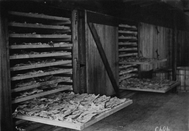 Artificial fish curing, fish on trays ready for drying at Weeks Fish Dryer