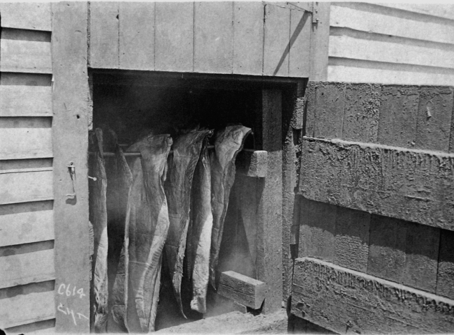 Fish curing or smoking