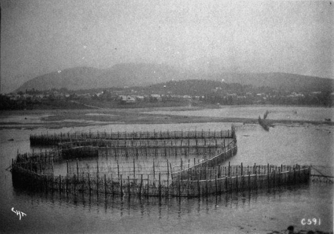 Herring weir, Bar Harbor, 1899