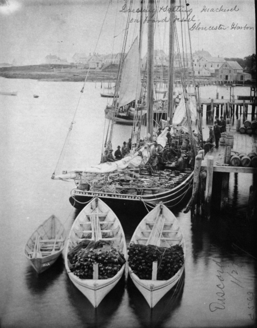 Dressing and salting mackerel on board vessel, Gloucester Harbor, MA