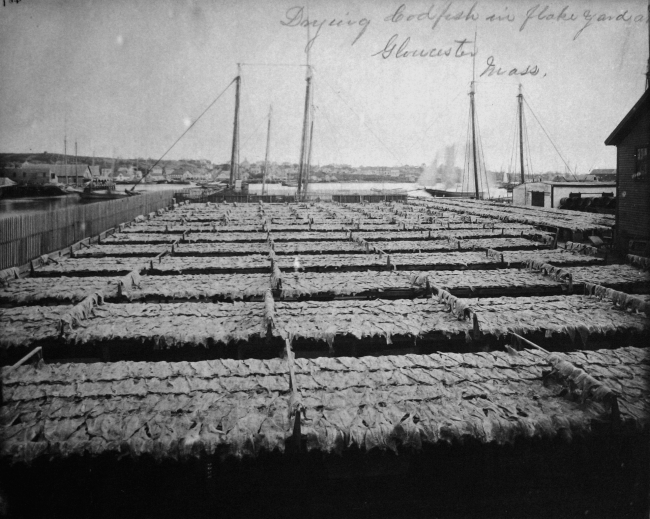 Drying codfish in flake yard at Gloucester, MA