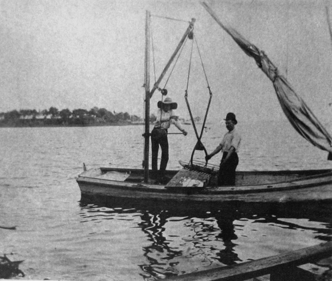 Deep water oyster tongs as hauled from bed