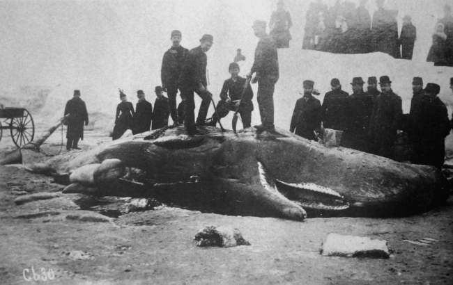 Sperm whale stranded